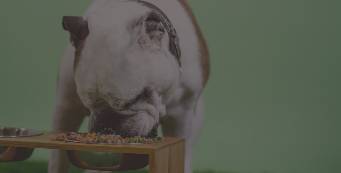 Un chien qui mange une ration ménagère dans sa gamelle
